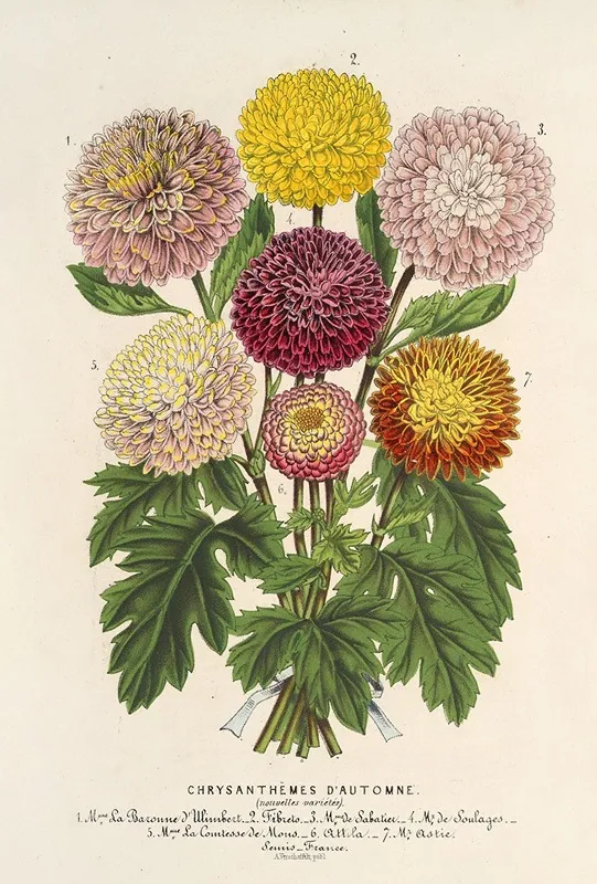 Chrysanthemes Nains Dautomne Wall Art by Charles Antoine Lemaire - High-Resolution Digital Print