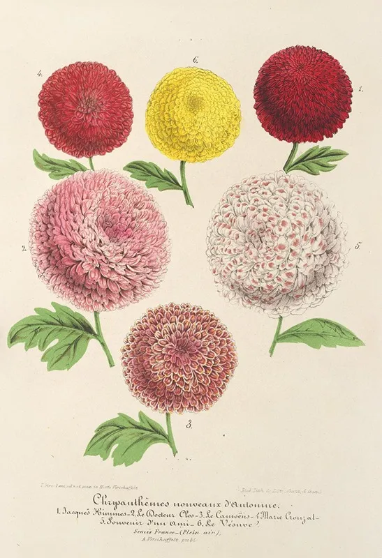 Chrysanthemes Nains Nouveaux Dautomne Wall Art by Charles Antoine Lemaire - High-Resolution Digital Print