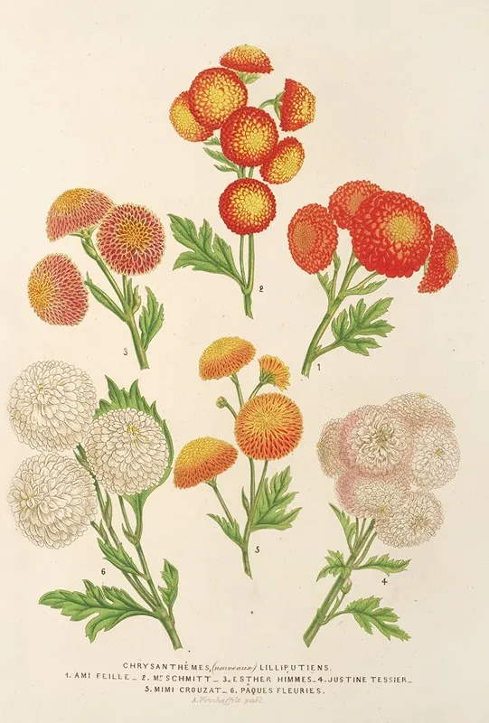 Chrysanthemes Nouveaux Lilluputiens Wall Art by Charles Antoine Lemaire - High-Resolution Digital Print