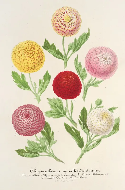 Chrysanthemes Nouvelles Dautomne Wall Art by Charles Antoine Lemaire - High-Resolution Digital Print