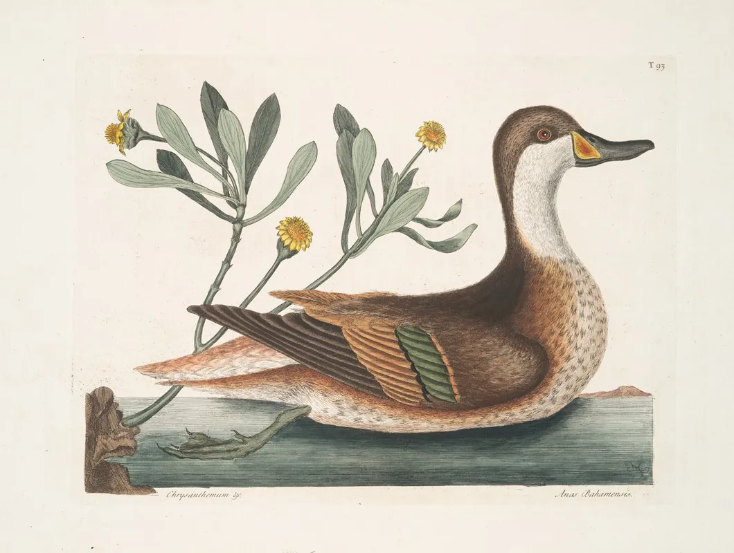Chrysanthemum Anas Bahamensis The Ilathera Duck Wall Art by Mark Catesby - High-Resolution Digital Print