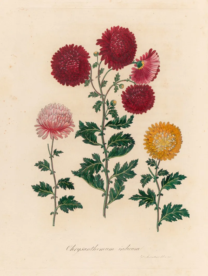 Chrysanthemum Indicum Wall Art by Gaetano Savi - High-Resolution Digital Print