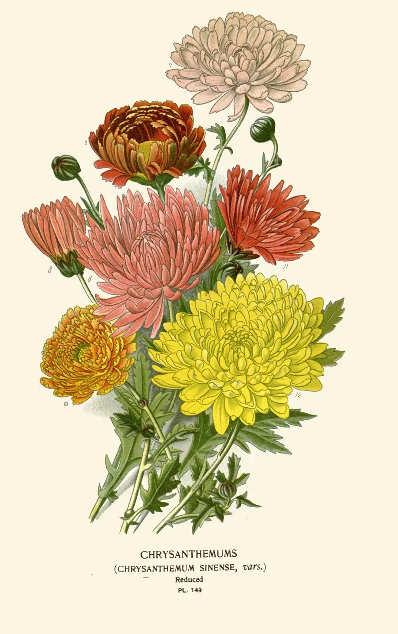 Chrysanthemum Sinense Wall Art by Edward Step - High-Resolution Digital Print
