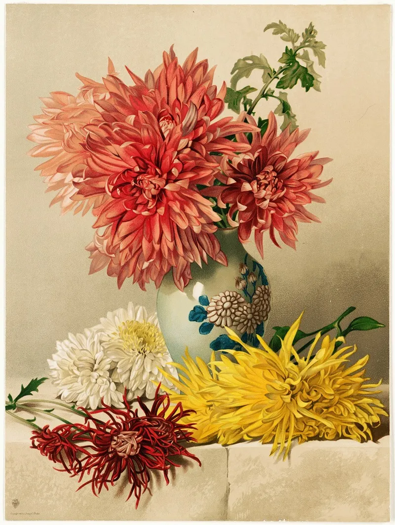 Chrysanthemums 3 Wall Art by William Duffield - High-Resolution Digital Print