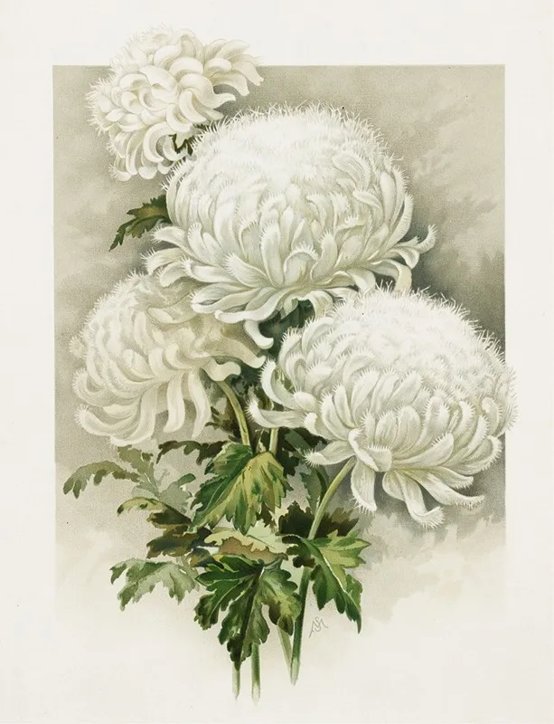 Chrysanthemums 4 Wall Art by Ferdinand Schuyler Mathews - High-Resolution Digital Print