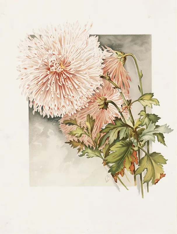 Chrysanthemums 5 Wall Art by James Callowhill - High-Resolution Digital Print