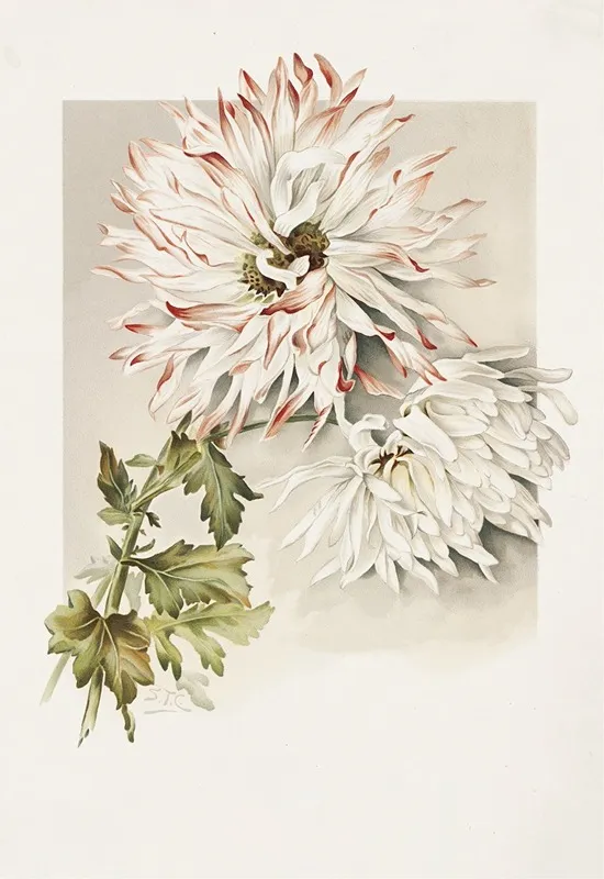 Chrysanthemums 6 Wall Art by Sidney Thomas Callowhill - High-Resolution Digital Print