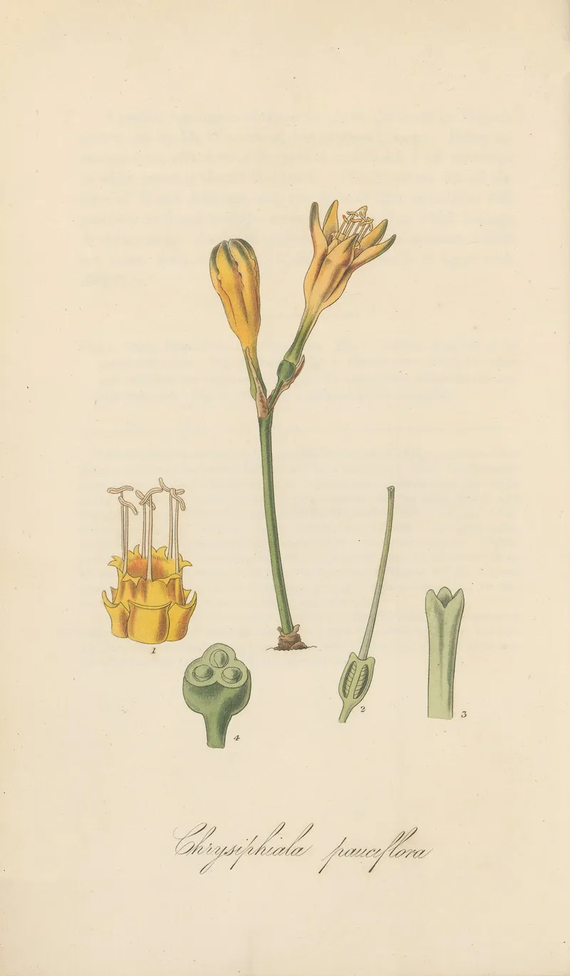 Chrysiphiala Pauciflora Wall Art by William Jackson Hooker - High-Resolution Digital Print