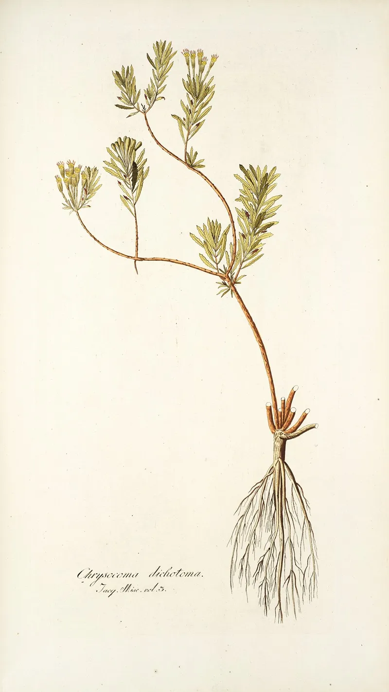 Chrysocoma Dichotoma Wall Art by Nikolaus Joseph Freiherr von Jacquin - High-Resolution Digital Print