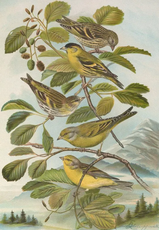 Chrysomitris Spinus Chrysomitris Citrinella Chrysomitris Corsicanus Konig Wall Art by Johann Friedrich Naumann - High-Resolution Digital Print