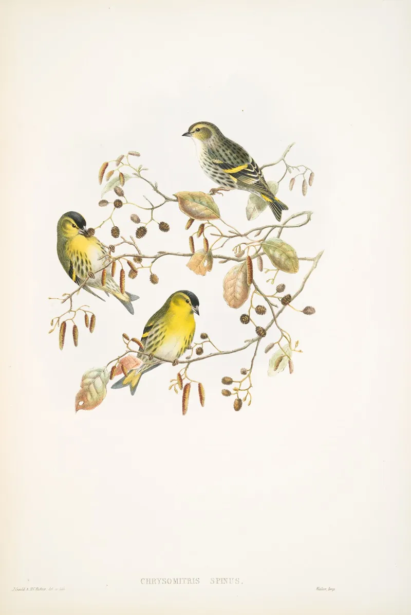 Chrysomitris Spinus Siskin Wall Art by John Gould - High-Resolution Digital Print