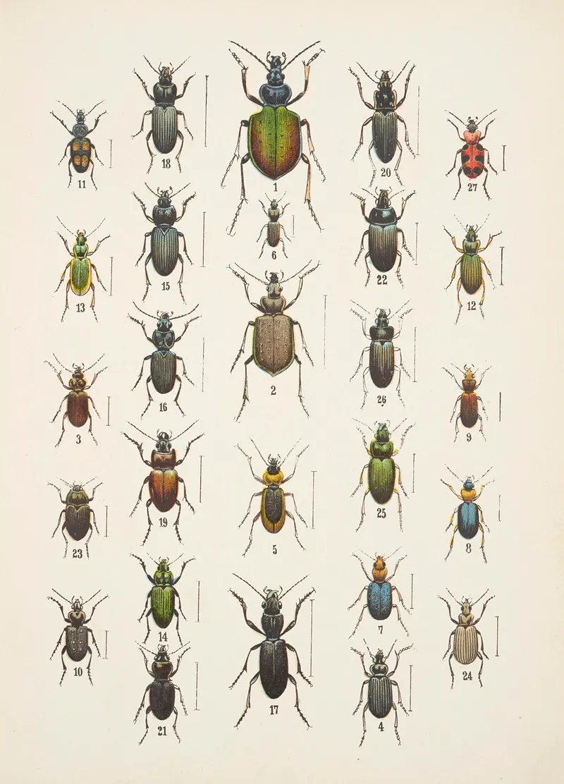 Chrzaszcze Beetles Pl 03 Wall Art by Kazimierz Kulwieć - High-Resolution Digital Print