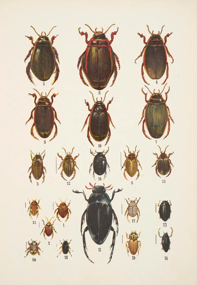 Chrzaszcze Beetles Pl 04 Wall Art by Kazimierz Kulwieć - High-Resolution Digital Print