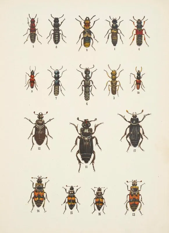 Chrzaszcze Beetles Pl 05 Wall Art by Kazimierz Kulwieć - High-Resolution Digital Print