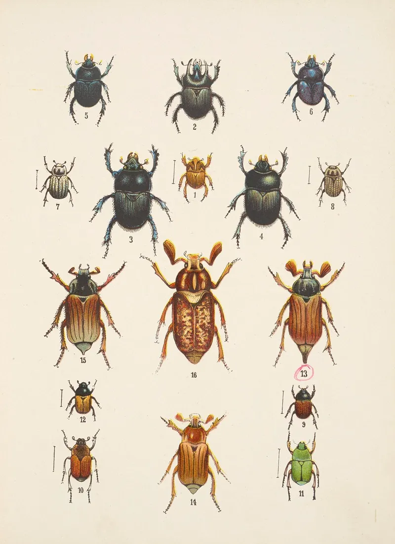 Chrzaszcze Beetles Pl 08 Wall Art by Kazimierz Kulwieć - High-Resolution Digital Print