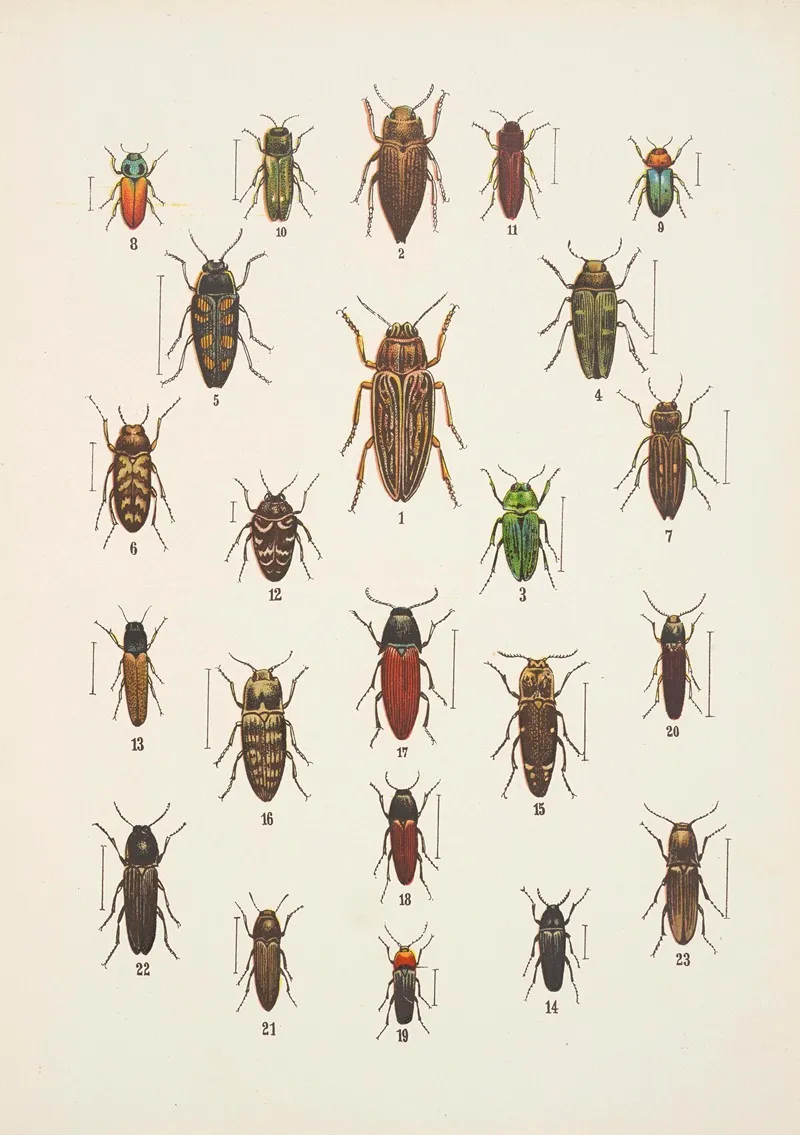 Chrzaszcze Beetles Pl 10 Wall Art by Kazimierz Kulwieć - High-Resolution Digital Print