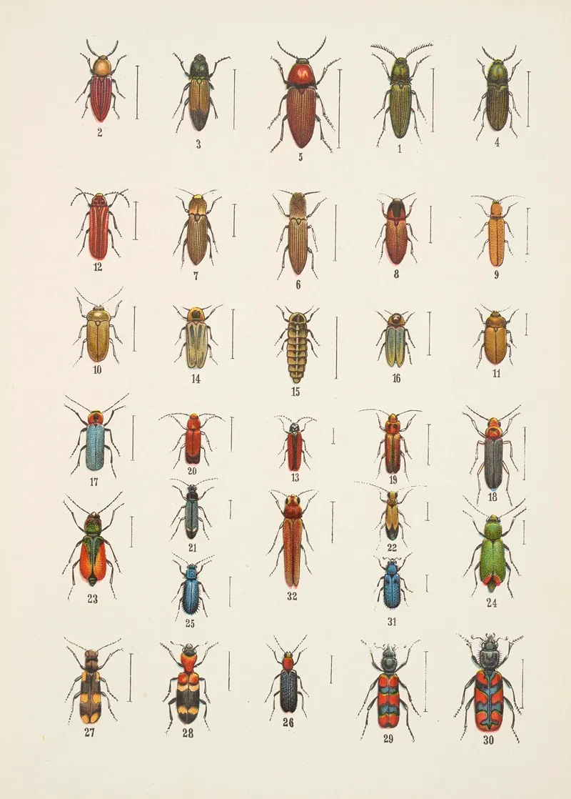 Chrzaszcze Beetles Pl 11 Wall Art by Kazimierz Kulwieć - High-Resolution Digital Print