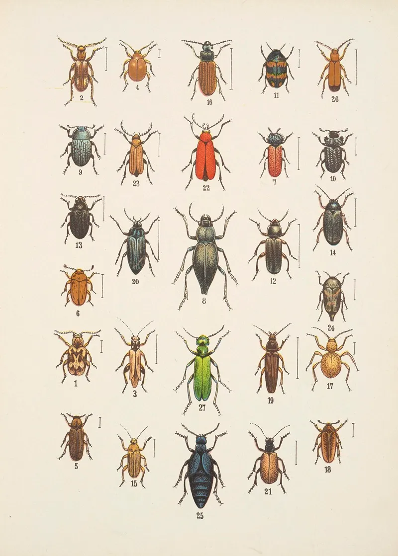Chrzaszcze Beetles Pl 12 Wall Art by Kazimierz Kulwieć - High-Resolution Digital Print