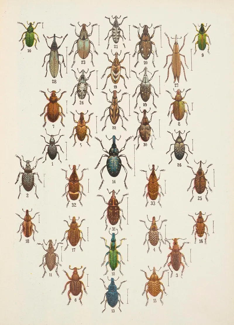 Chrzaszcze Beetles Pl 13 Wall Art by Kazimierz Kulwieć - High-Resolution Digital Print