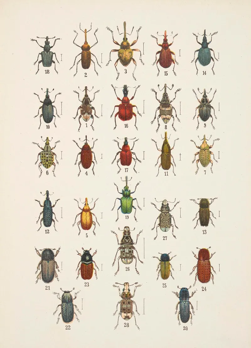Chrzaszcze Beetles Pl 14 Wall Art by Kazimierz Kulwieć - High-Resolution Digital Print