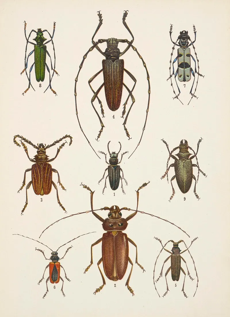 Chrzaszcze Beetles Pl 15 Wall Art by Kazimierz Kulwieć - High-Resolution Digital Print