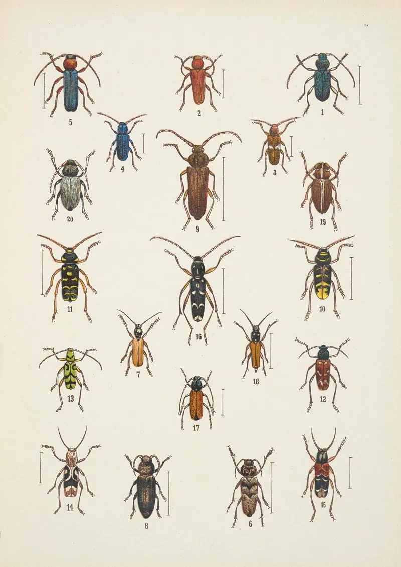 Chrzaszcze Beetles Pl 16 Wall Art by Kazimierz Kulwieć - High-Resolution Digital Print