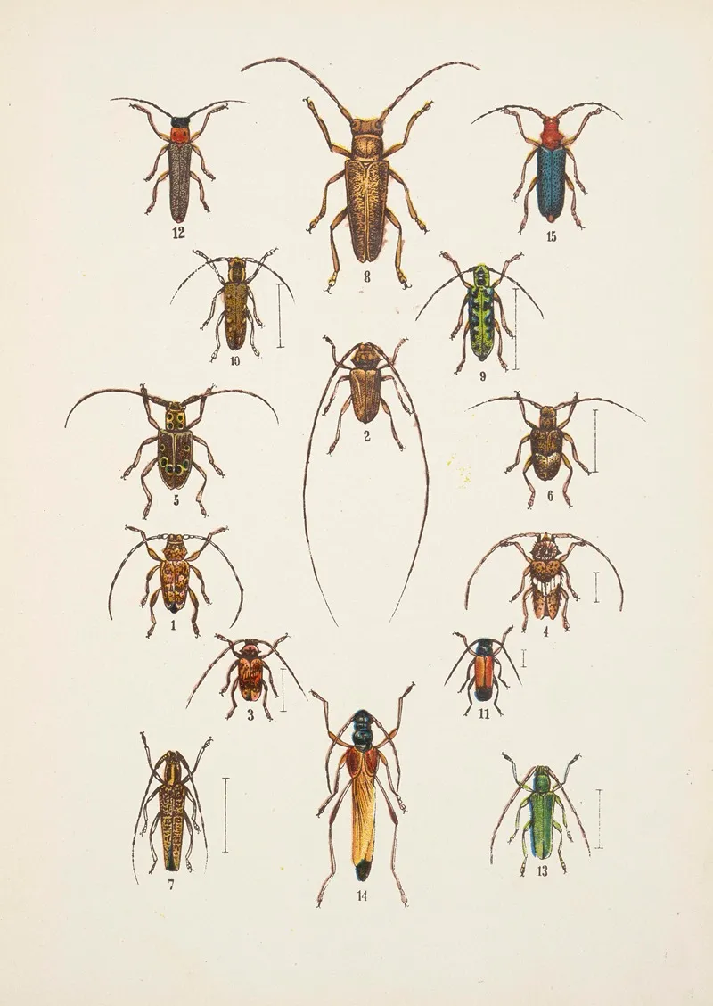 Chrzaszcze Beetles Pl 17 Wall Art by Kazimierz Kulwieć - High-Resolution Digital Print