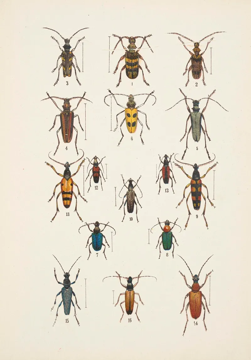Chrzaszcze Beetles Pl 18 Wall Art by Kazimierz Kulwieć - High-Resolution Digital Print