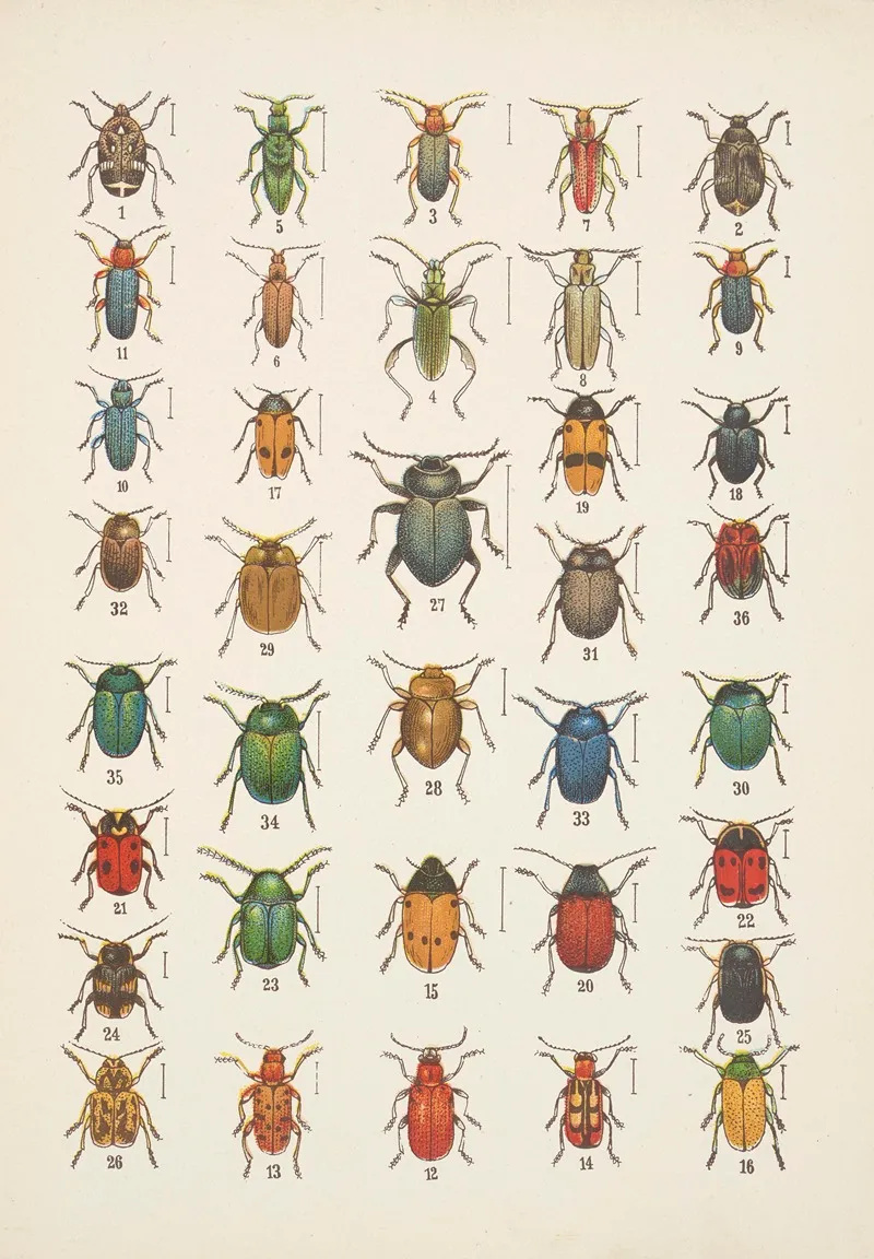 Chrzaszcze Beetles Pl 19 Wall Art by Kazimierz Kulwieć - High-Resolution Digital Print
