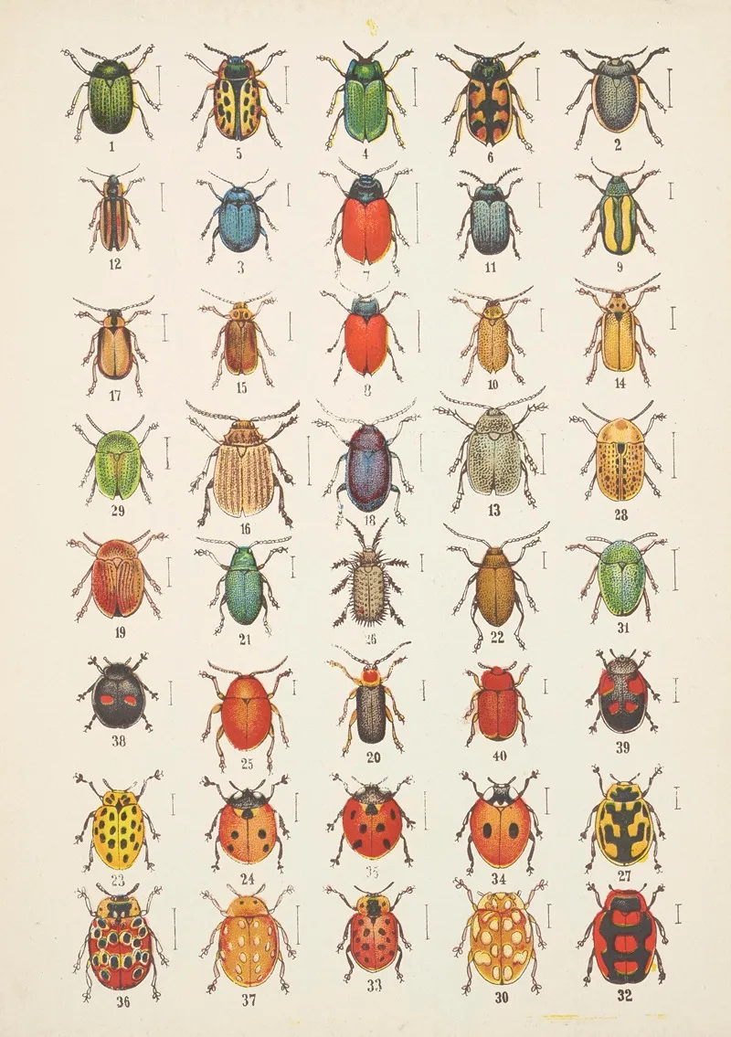 Chrzaszcze Beetles Pl 20 Wall Art by Kazimierz Kulwieć - High-Resolution Digital Print