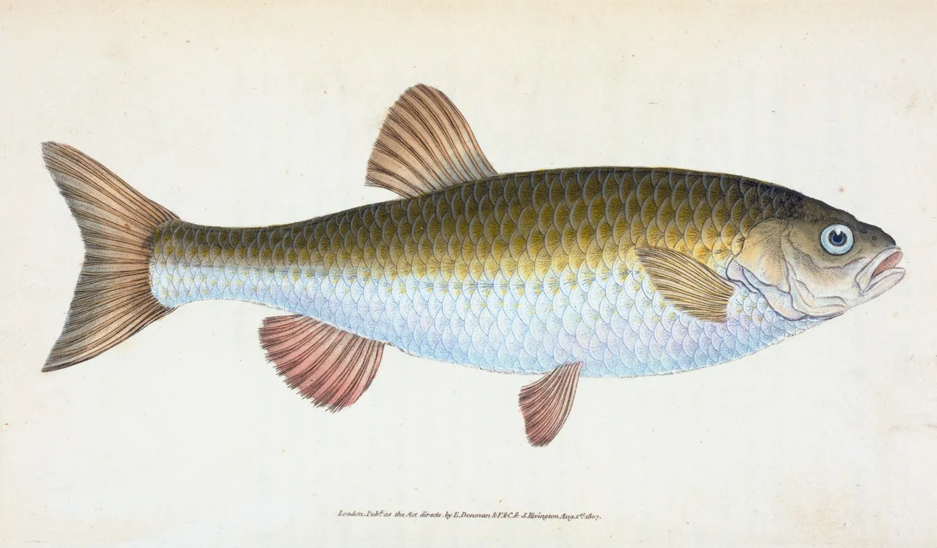 Chub Cyprinus Jeses Wall Art by Edward Donovan - High-Resolution Digital Print