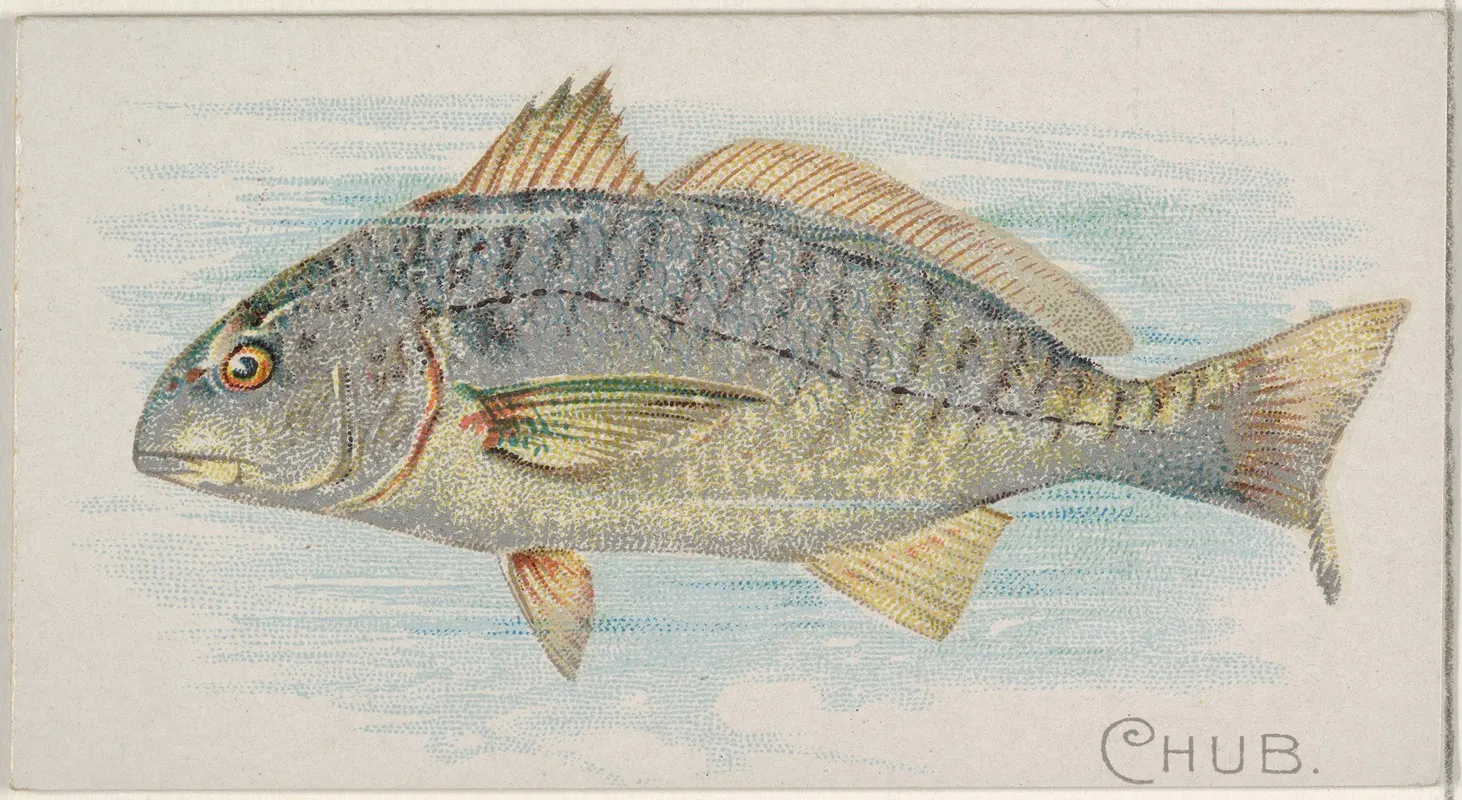 Chub Wall Art by Allen &amp; Ginter - High-Resolution Digital Print