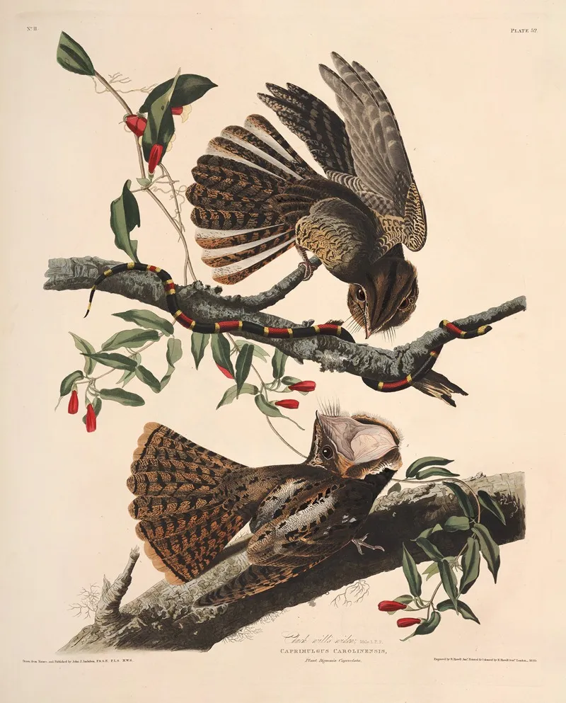Chuck Wills Widow 2 Wall Art by John James Audubon - High-Resolution Digital Print