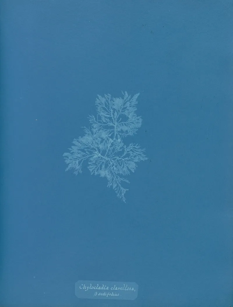Chylocladia Clavellosa β Sedifolius Wall Art by Anna Atkins - High-Resolution Digital Print