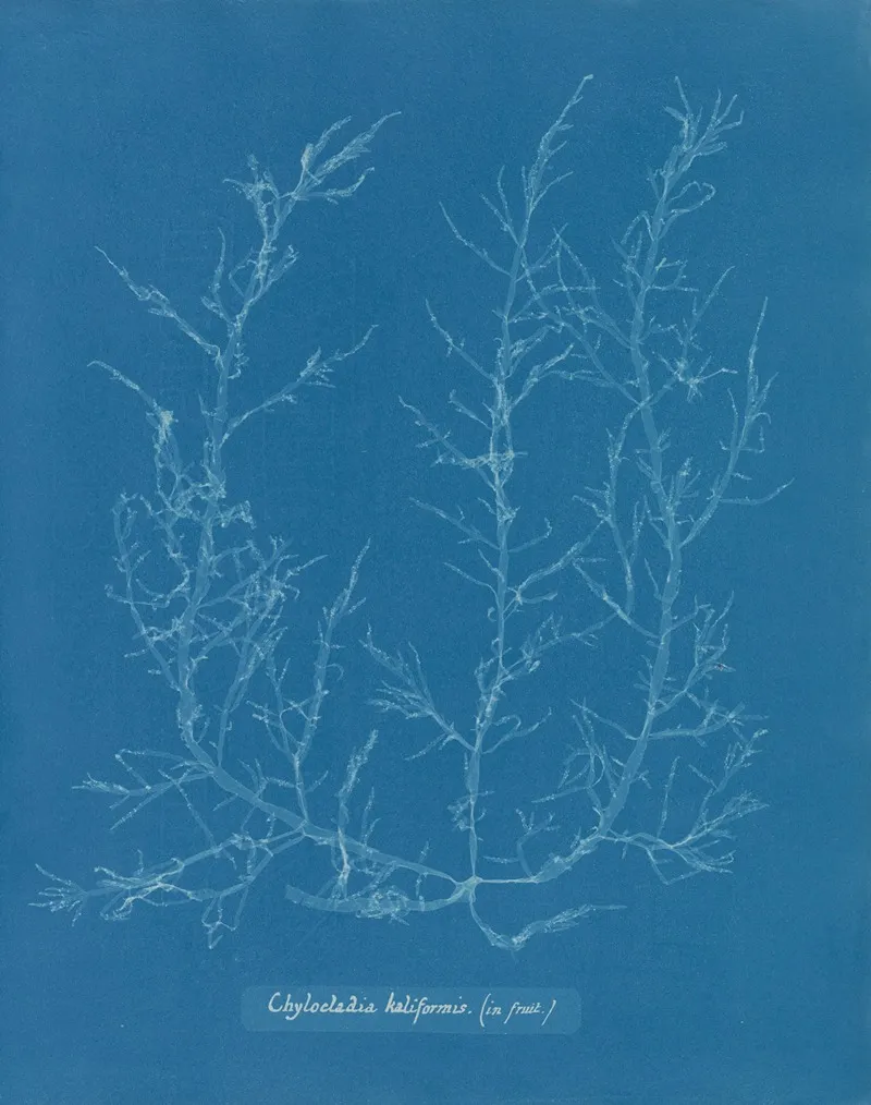 Chylocladia Kaliformis In Fruit Wall Art by Anna Atkins - High-Resolution Digital Print