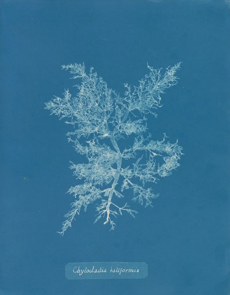 Chylocladia Kaliformis Wall Art by Anna Atkins - High-Resolution Digital Print