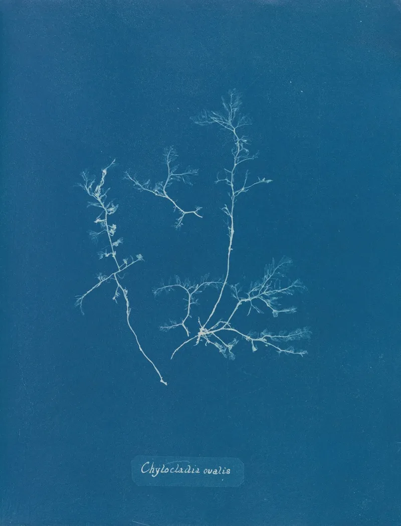 Chylocladia Ovalis 2 Wall Art by Anna Atkins - High-Resolution Digital Print