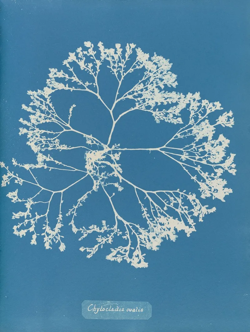 Chylocladia Ovalis Wall Art by Anna Atkins - High-Resolution Digital Print