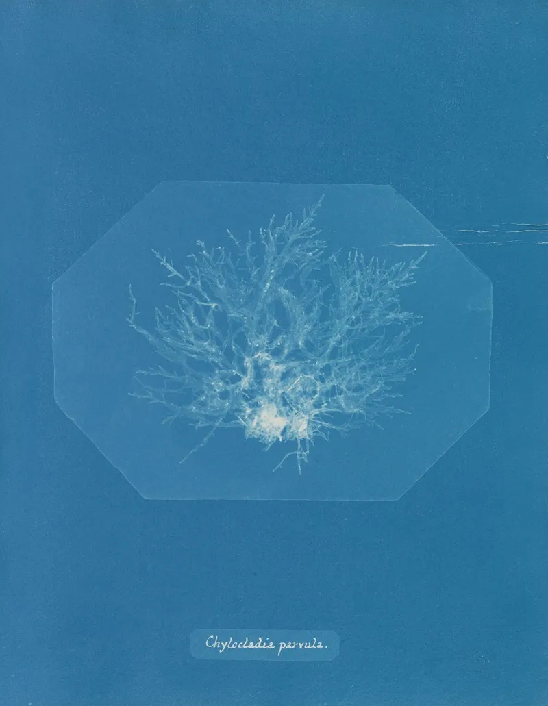 Chylocladia Parvula Wall Art by Anna Atkins - High-Resolution Digital Print