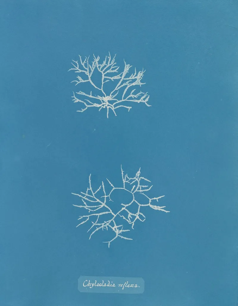 Chylocladia Reflexa Wall Art by Anna Atkins - High-Resolution Digital Print