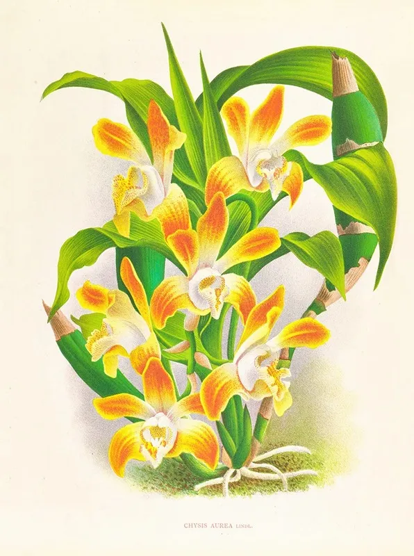 Chysis Aurea Wall Art by Jean Jules Linden - High-Resolution Digital Print