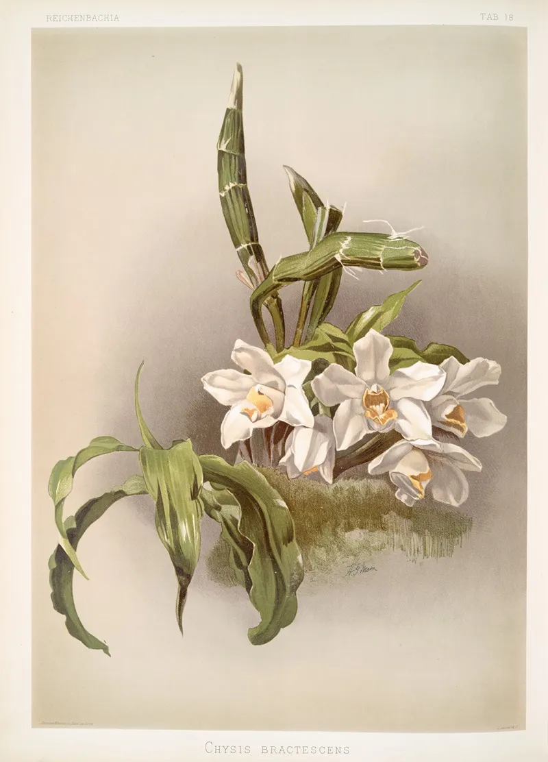 Chysis Bractescens Wall Art by Frederick Sander - High-Resolution Digital Print