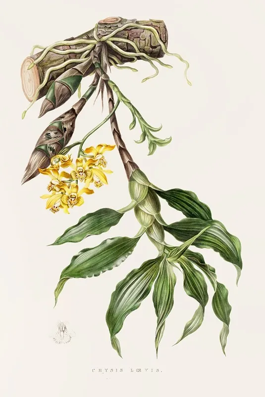 Chysis Loevis Wall Art by James Bateman - High-Resolution Digital Print