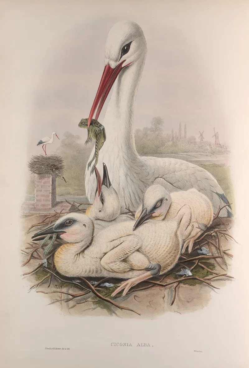 Ciconia Alba Stork Wall Art by John Gould - High-Resolution Digital Print