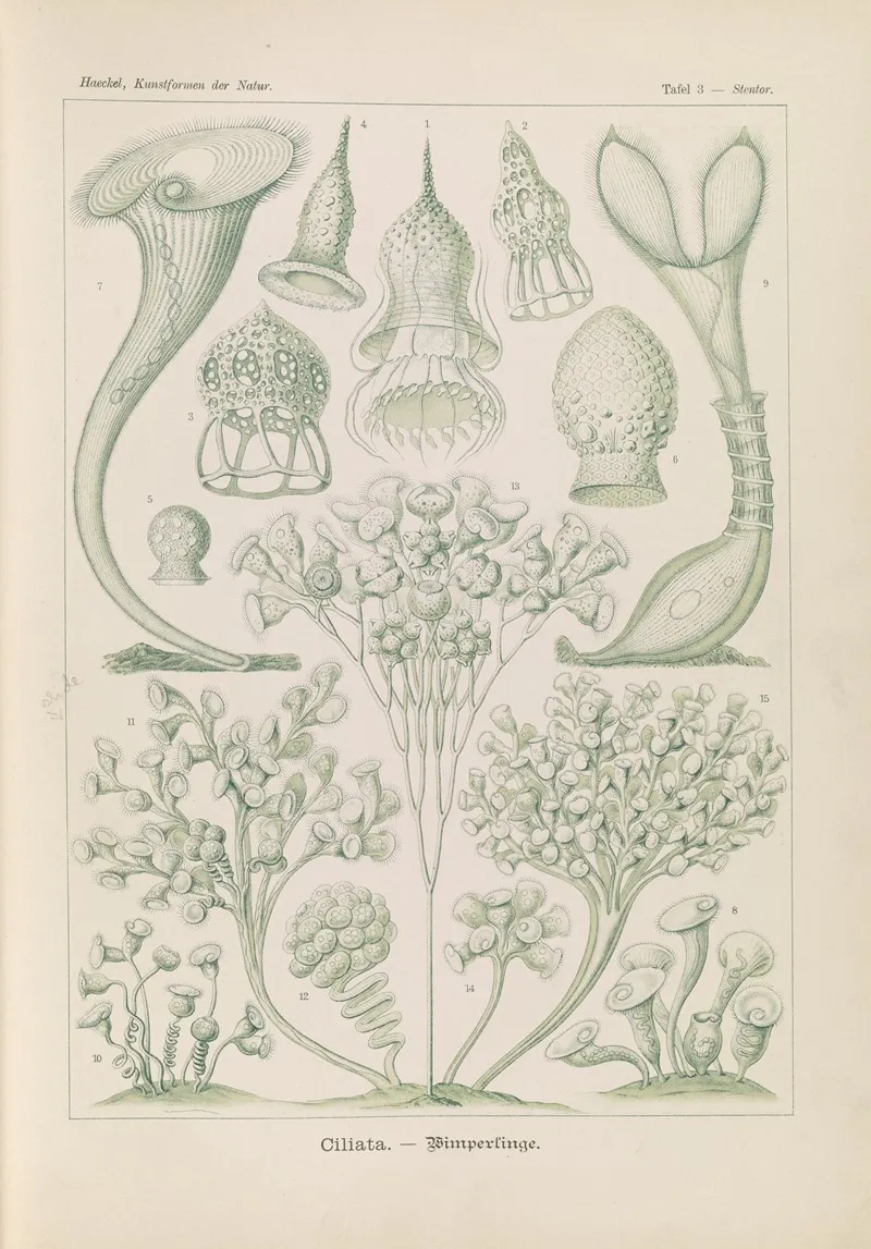 Ciliata Wimperlinge Wall Art by Ernst Haeckel - High-Resolution Digital Print