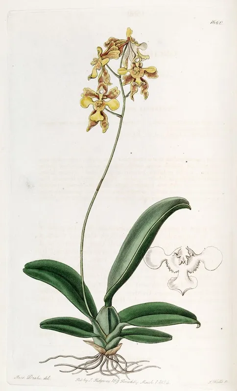 Ciliated Oncidium Wall Art by Sydenham Edwards - High-Resolution Digital Print