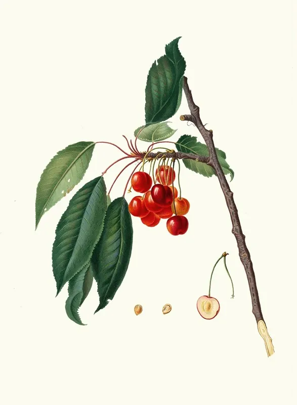 Ciliegia Acquajuola Cerasus Ciliegio Acquaiolo Cherries Wall Art by Giorgio Gallesio - High-Resolution Digital Print