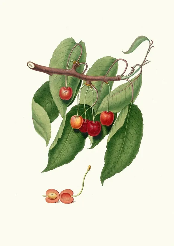 Ciliegia Duracina Rossa Cerasus Cordiformis Duracina Cherry Wall Art by Giorgio Gallesio - High-Resolution Digital Print
