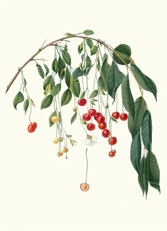 Ciliegia Progressiflora Cerasus Visciola Visciola Cherries Wall Art by Giorgio Gallesio - High-Resolution Digital Print