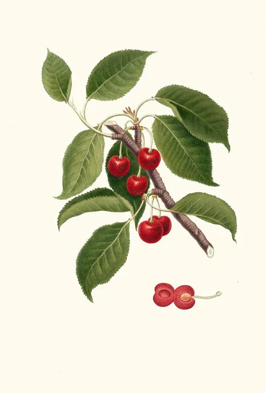 Ciliegia Visciola Cerasus Visciola Sour Cherry Wall Art by Giorgio Gallesio - High-Resolution Digital Print